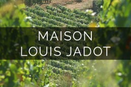 Louis Jadot NZ