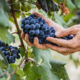 Red wine grapes being picked