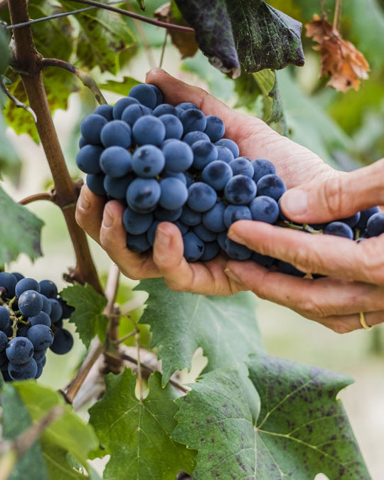 Red wine grapes being picked