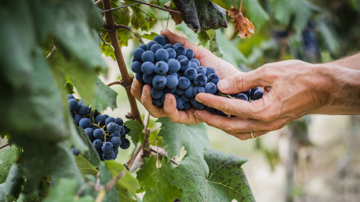 Red wine grapes being picked