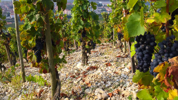 An image of the hillside at Paul Jaboulet Aîné, Côrtes du Rhône