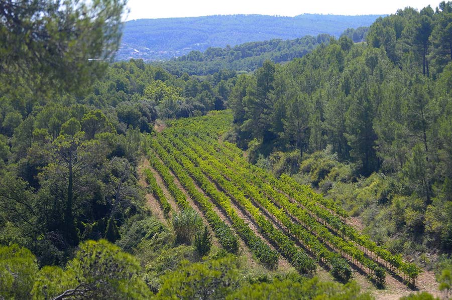 Parés Baltà Vineyard