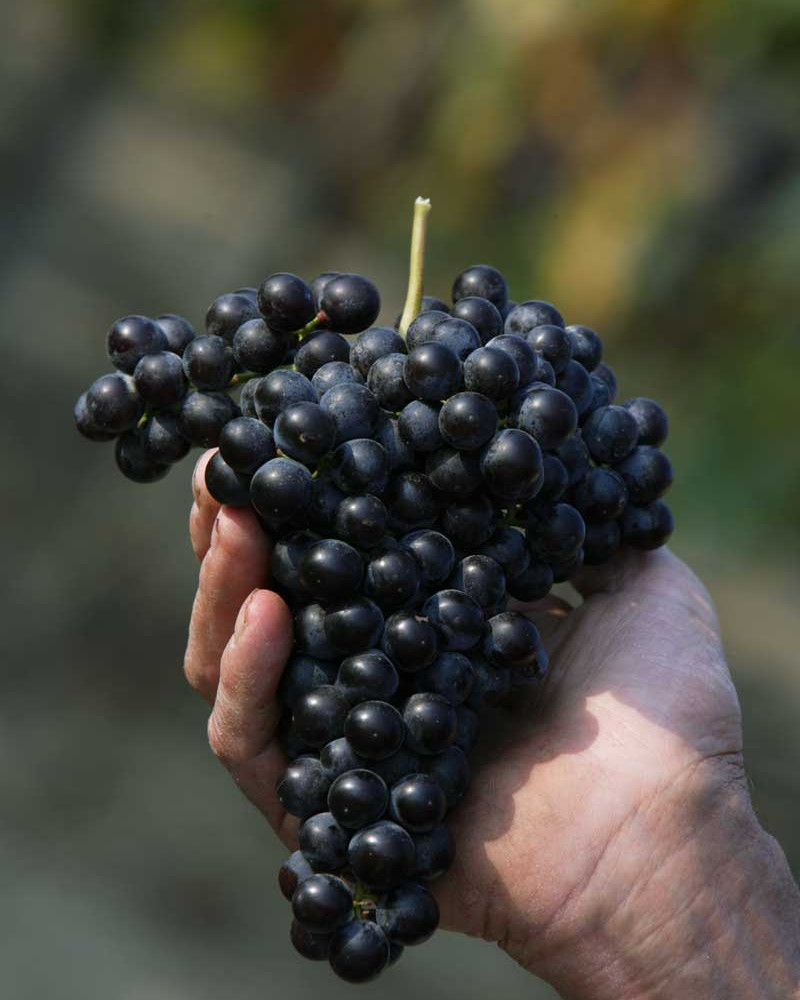 Italian wine Pelissero