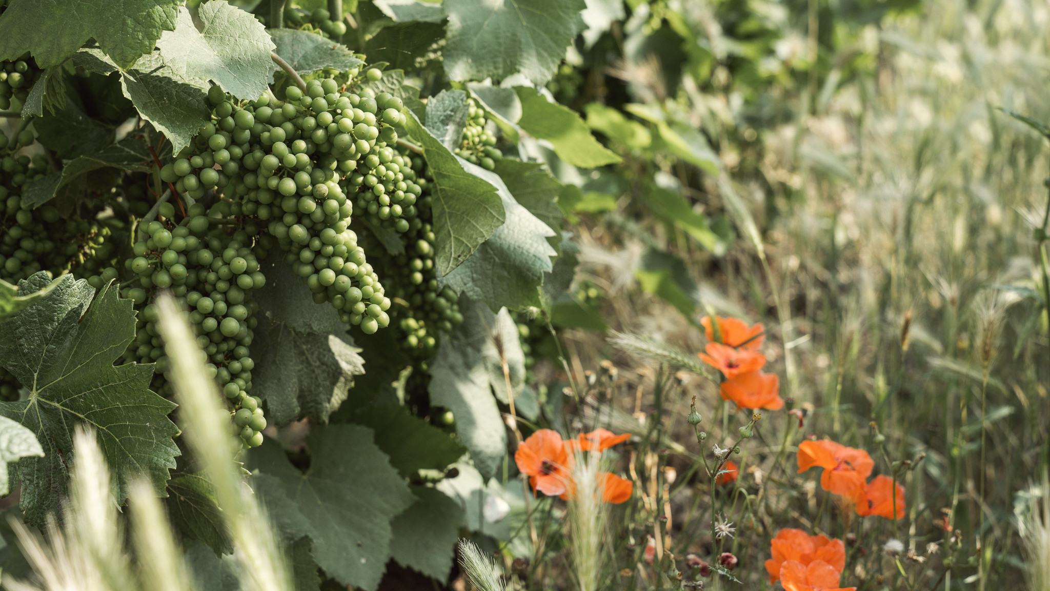 Ripening with André Clouet