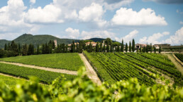 Photo overlooking vineyard