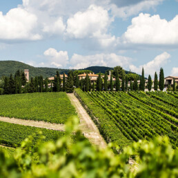 Photo overlooking vineyard