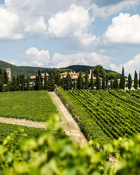 Photo overlooking vineyard