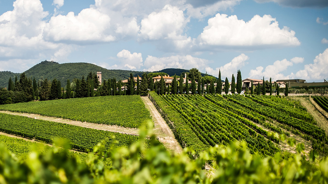 Photo overlooking vineyard