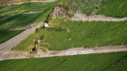 Aerial view of vineyard