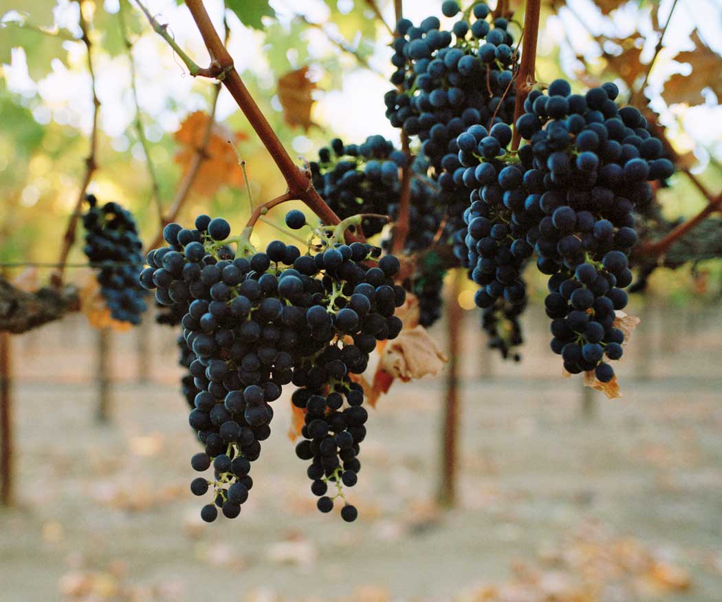 Spottswoode Cabernet Grapes