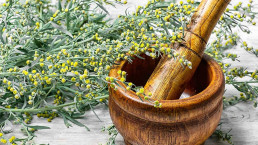 Wormwood, a vermouth ingredient