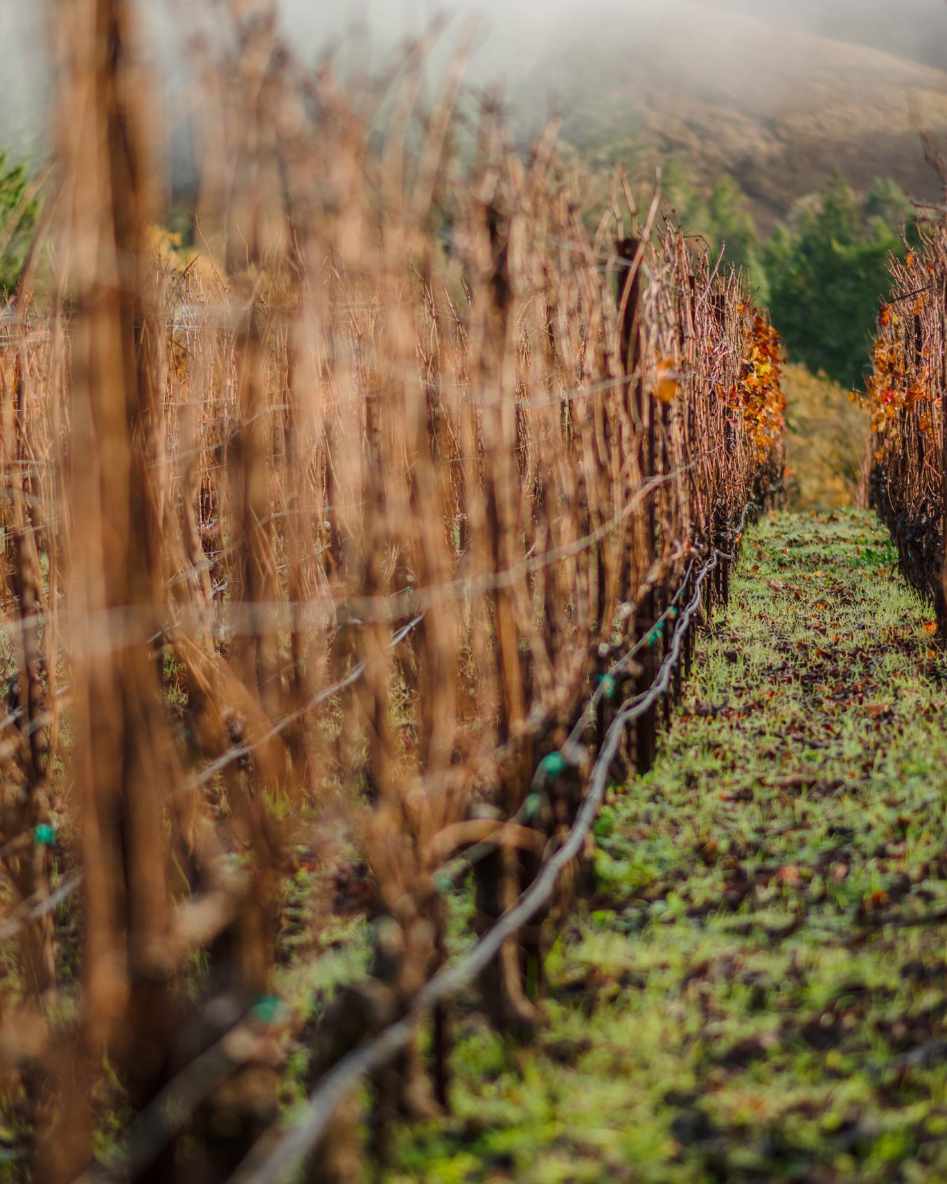 The Flowers vineyard in Winter