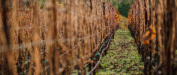 The Flowers vineyard in Winter