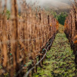 The Flowers vineyard in Winter