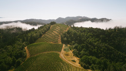 Fog and Vineyards at Flowers