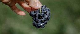 Grapes from the Andre Clouet vineyard