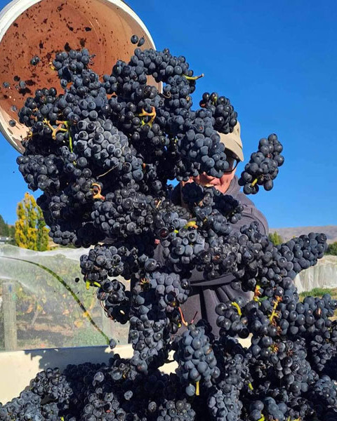 Grapes havested for Grasshopper Rock's Pinot Noir