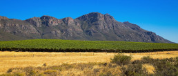 Sourcing the correct image for this was difficult. This might not be Terre Brûlée, but it is in the Swartland area.