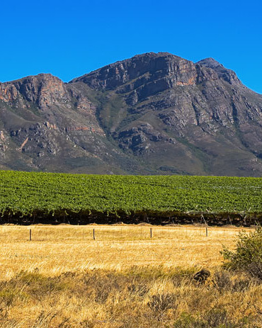 Sourcing the correct image for this was difficult. This might not be Terre Brûlée, but it is in the Swartland area.