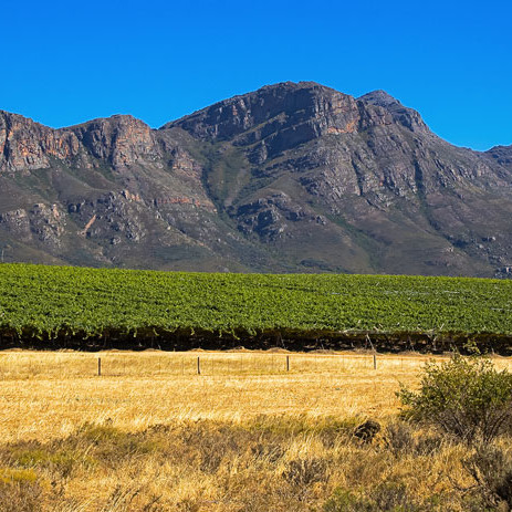 Sourcing the correct image for this was difficult. This might not be Terre Brûlée, but it is in the Swartland area.