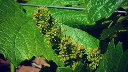 A close up photo of one of the vineyard's plant in it's 'flowering' stage before developing into grapes.