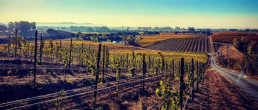 An early morning photo of the Carneros vineyards of Hyde de Villiane
