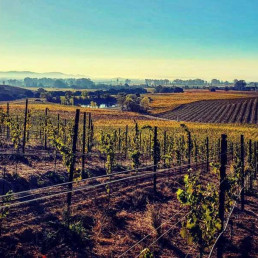An early morning photo of the Carneros vineyards of Hyde de Villiane
