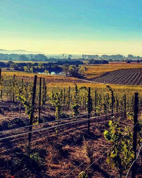 An early morning photo of the Carneros vineyards of Hyde de Villiane