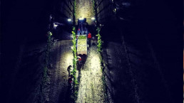 An overhead night shot of people working the vineyards at night