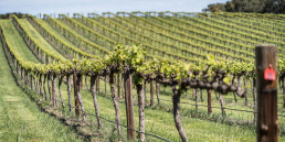 The Town Block Vineyard, Paisley Wines