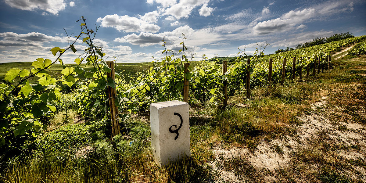 The Billecart-Salmon vineyards