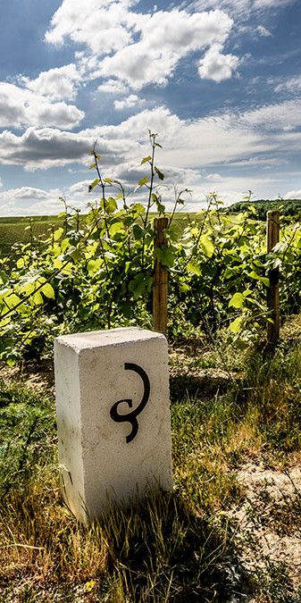 The Billecart-Salmon vineyards